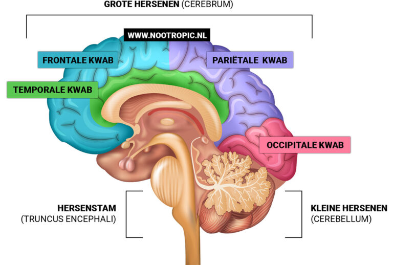 Anatomie van de Hersenen - Nootropic.nl